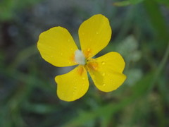 Eschscholzia ramosa