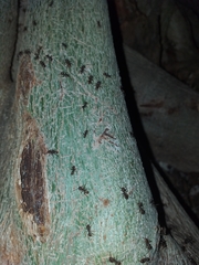 Dolichoderinae