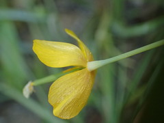 Eschscholzia ramosa