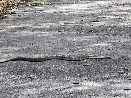 Tiger Snake sighting
