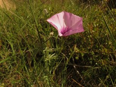Convolvulus althaeoides