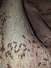 Dolichoderinae