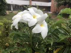 Plumeria pudica