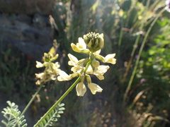 Astragalus nevinii