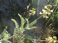 Astragalus nevinii
