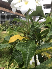 Plumeria pudica