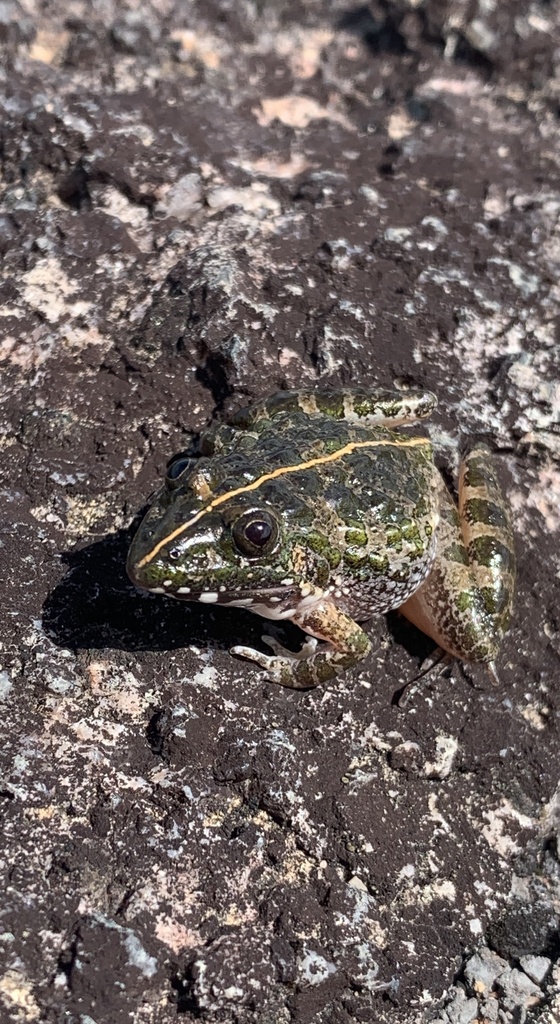 Rough Ridged Frog