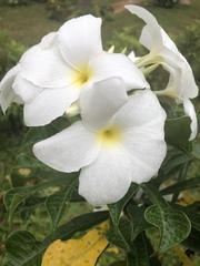 Plumeria pudica