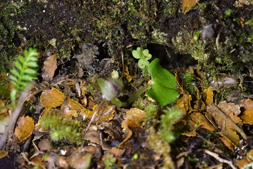 Image of Corybas walliae by (c) Christopher Stephens, some rights reserved (CC BY-SA)