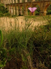 Convolvulus althaeoides