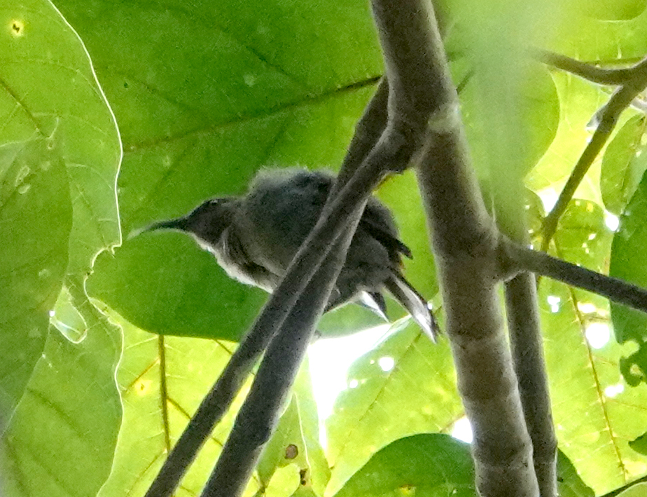 Red-tinged Myzomela (Myzomela rubrotincta) photo