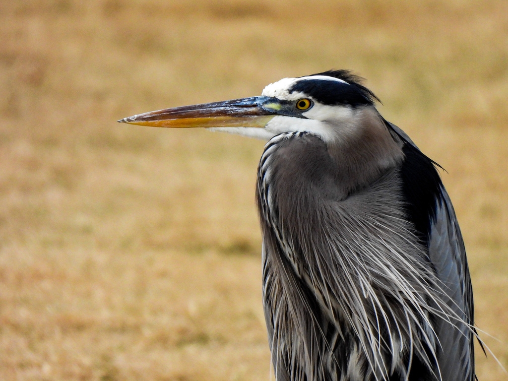 Great Blue Heron from Patriot Lake, Memphis, TN 38018, USA on November ...