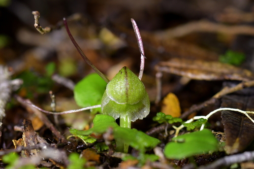 Image of Corybas walliae by (c) Christopher Stephens, some rights reserved (CC BY-SA)