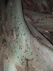 Dolichoderinae