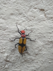Tegrodera aloga
