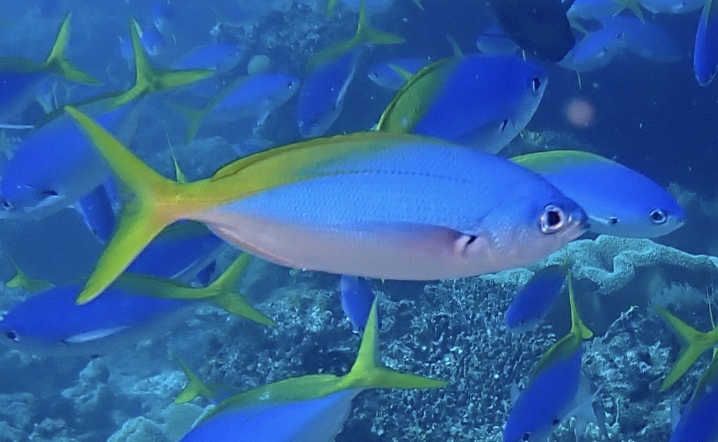 Yellow and Blueback Fusilier