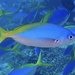 ウメイロモドキ
