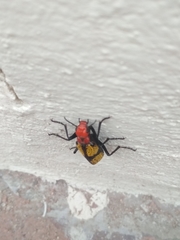 Tegrodera aloga
