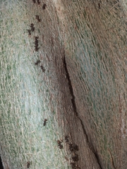 Dolichoderinae