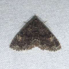 Metalectra miserulata