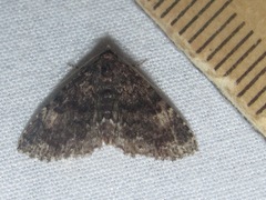 Metalectra miserulata