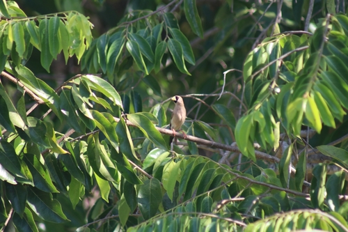 Masked Finch (Poephila personata), photo 9