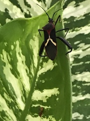 Leptoscelis tricolor