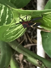 Leptoscelis tricolor