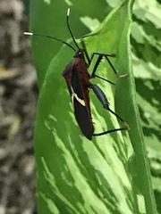 Leptoscelis tricolor