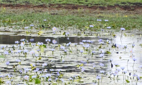 Nymphaea nouchali