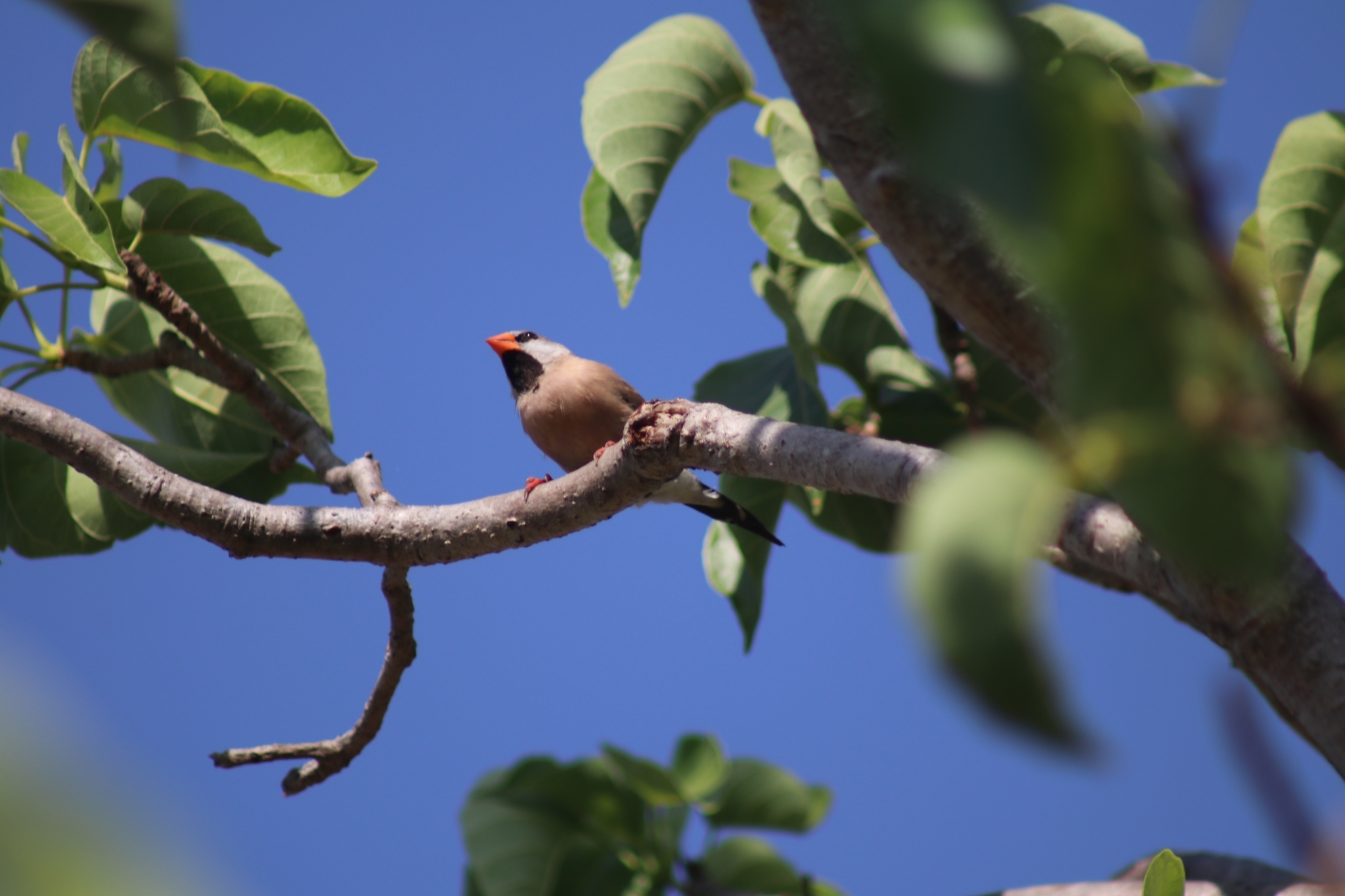 Long-tailed Finch illustration