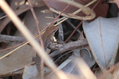 Bauxite Rainbow-skink, Carlia amax