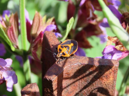 Horehound Bug photo 4