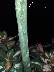 Graptophyllum pictum
