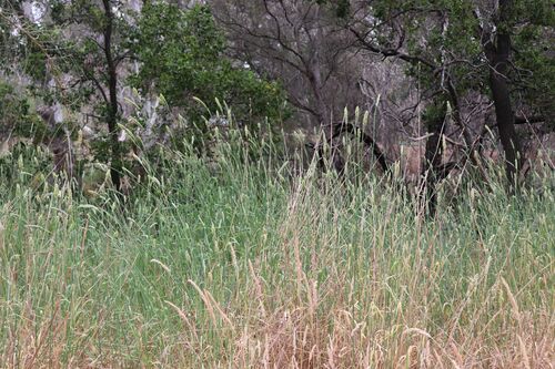 Phalaris aquatica iNat (2)