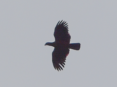 Pesquet's Parrot (Psittrichas fulgidus), photo 10