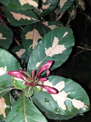 Graptophyllum pictum
