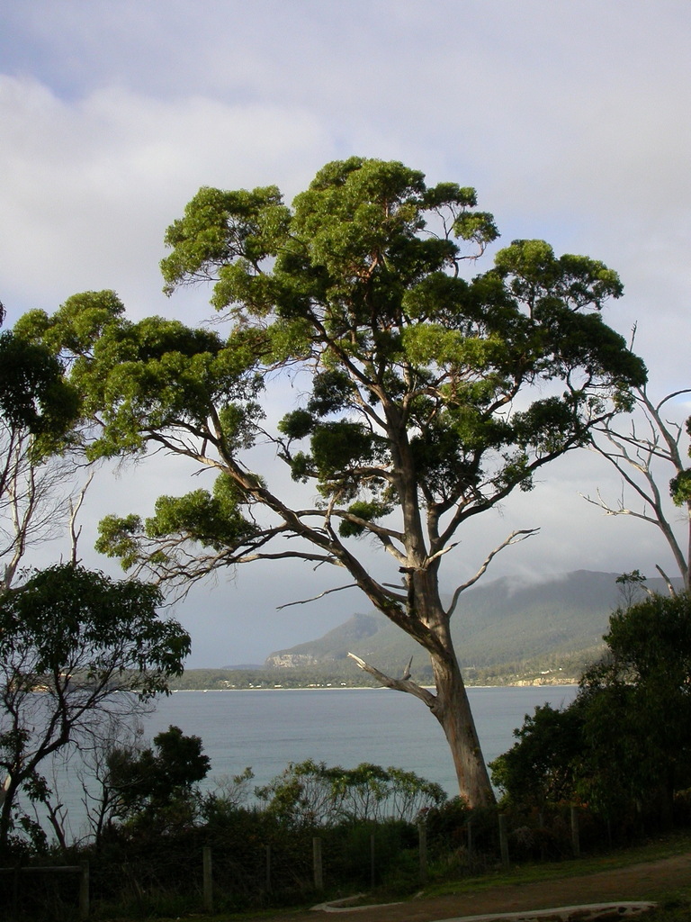 Messmate Stringybark from Eaglehawk Neck TAS 7179, Australia on May 7 ...