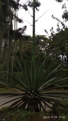 Agave sisalana