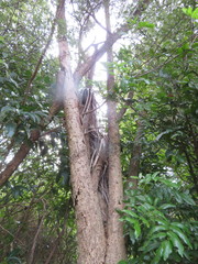 Alectryon excelsus excelsus