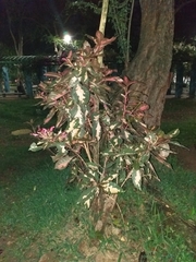 Graptophyllum pictum