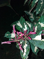 Graptophyllum pictum