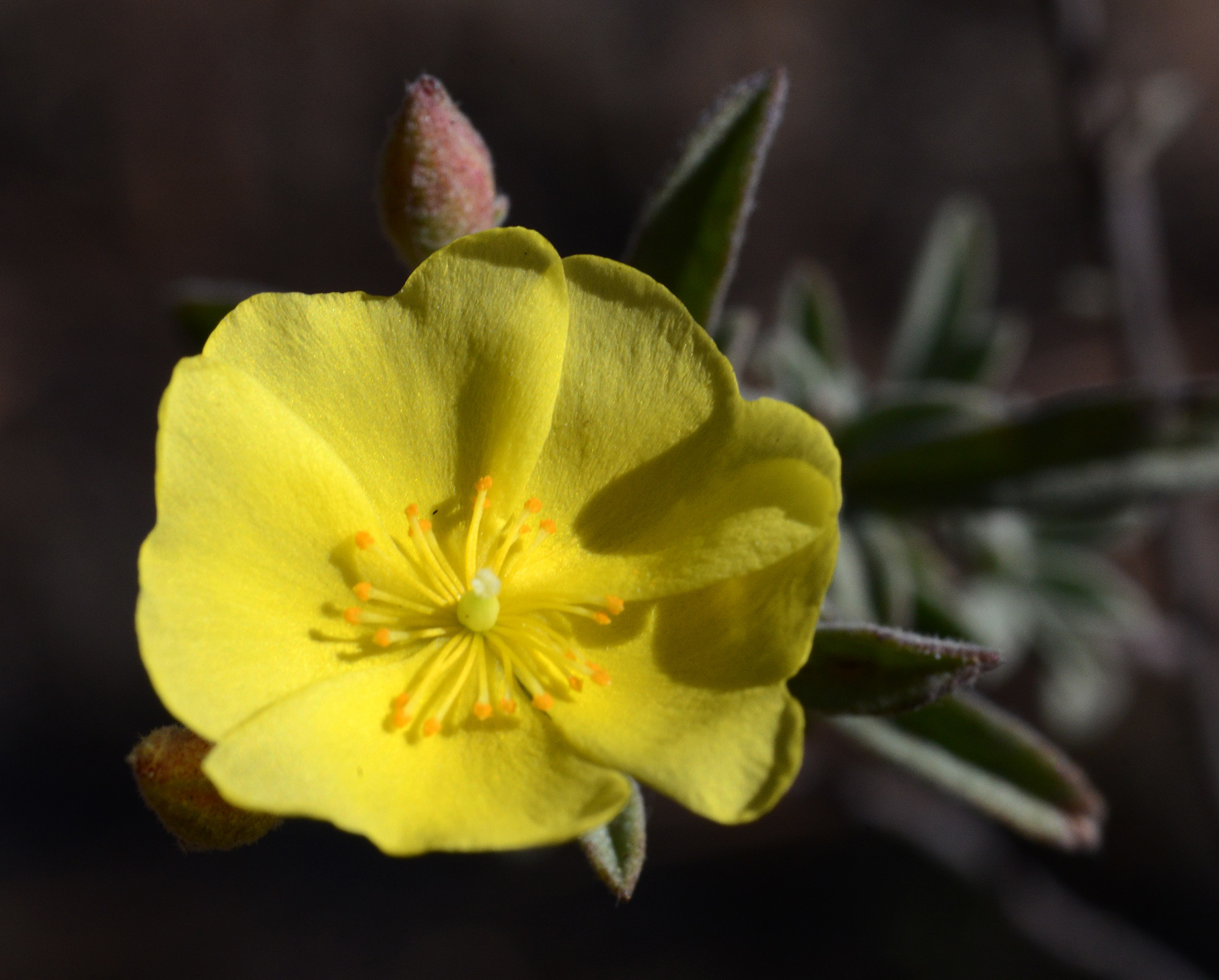 Crocanthemum glomeratum