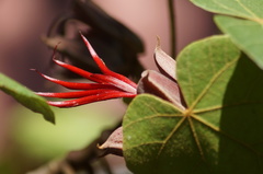 Chiranthodendron pentadactylon