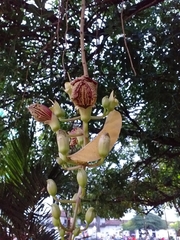 Kigelia africana