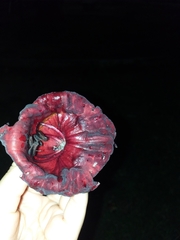 Kigelia africana