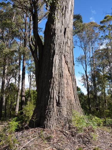 Eucalyptus obliqua