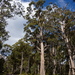 Eucalyptus obliqua - Photo (c) Dean Nicolle,  זכויות יוצרים חלקיות (CC BY-NC), הועלה על ידי Dean Nicolle