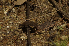 Antigonus erosus