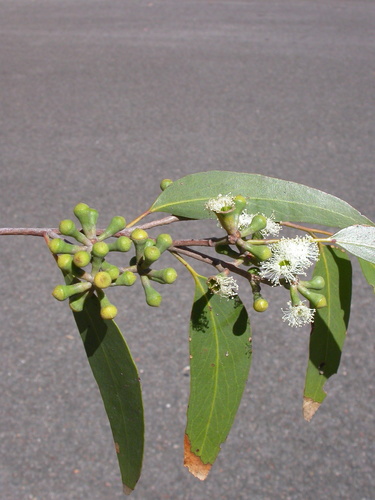 Eucalyptus obliqua